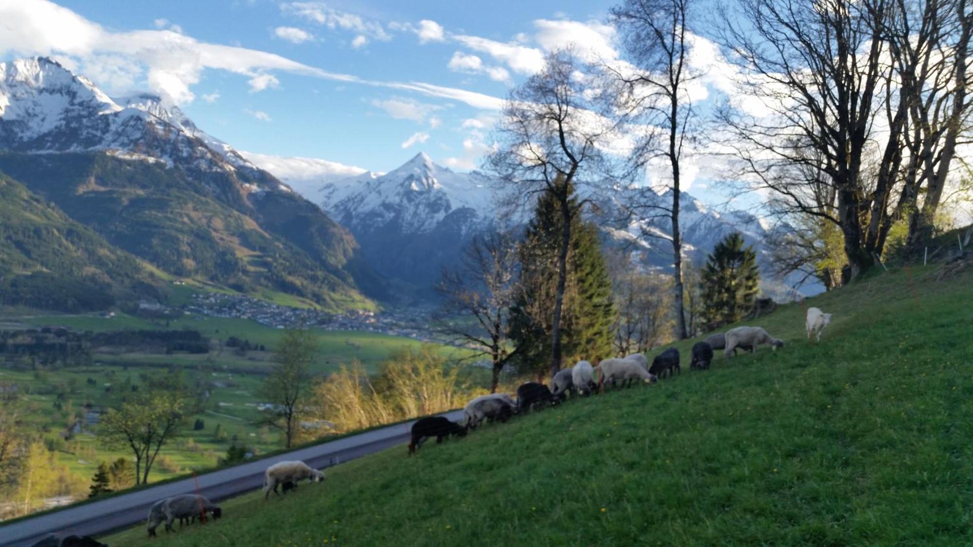Ferienwohnung Mitterleithengut Zell am See Dış mekan fotoğraf