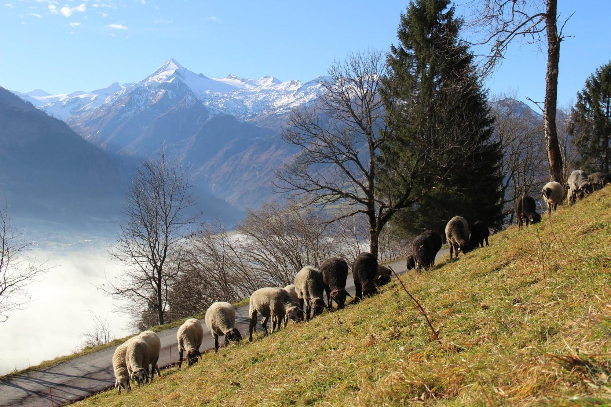 Ferienwohnung Mitterleithengut Zell am See Dış mekan fotoğraf